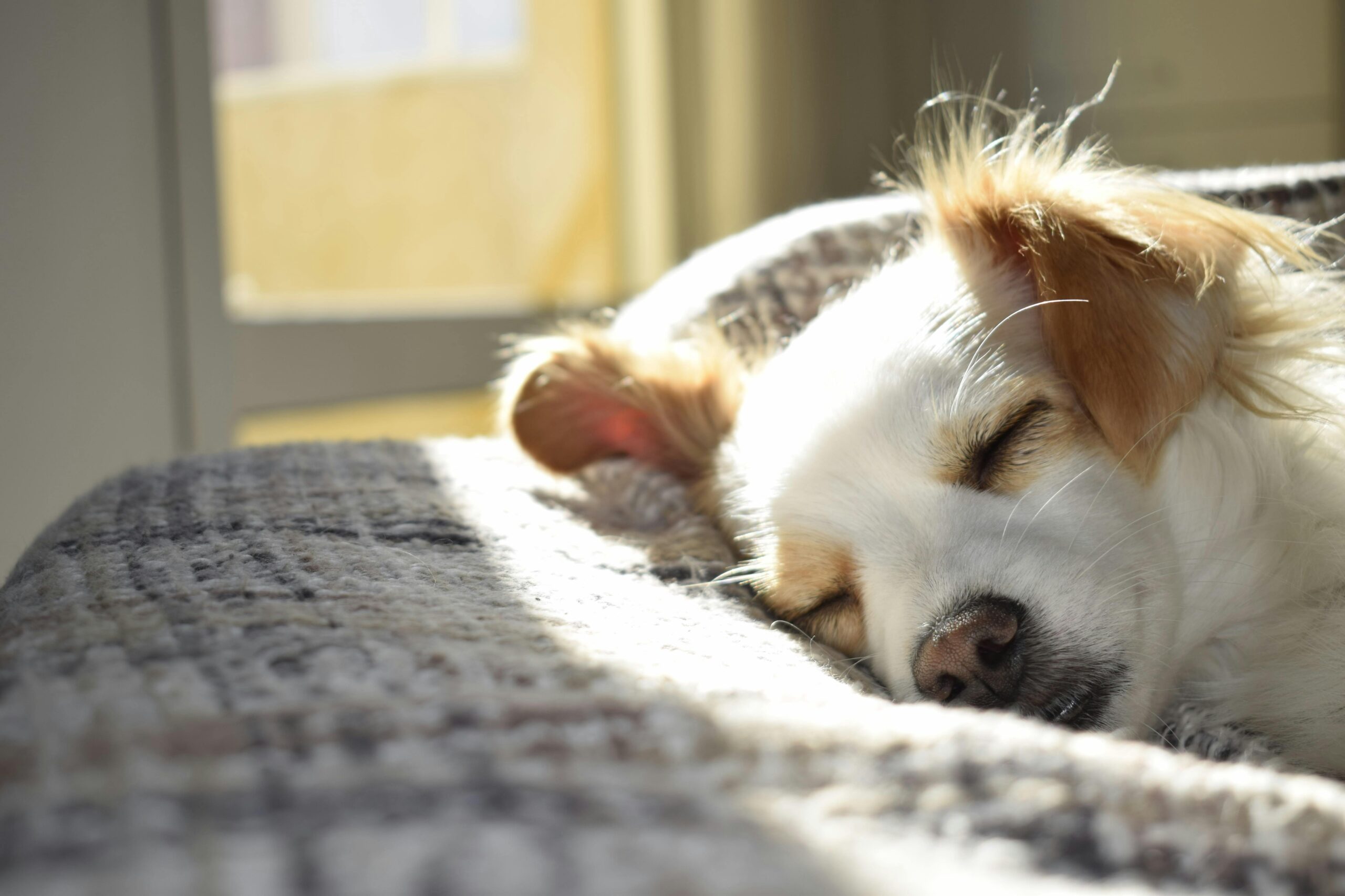 How Do I Incorporate Pets Into My Estate Plan?